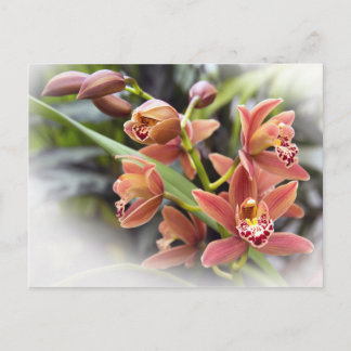 Carte postale Orange Cymbidium Orchid Flowers