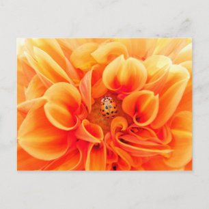 Carte Postale Orange Dahlia et Ladybug