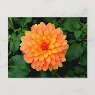 Carte Postale Orange Dahlia - Fleur et Jardin