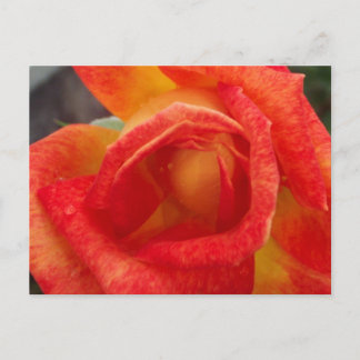 Carte postale orange et rose jaune
