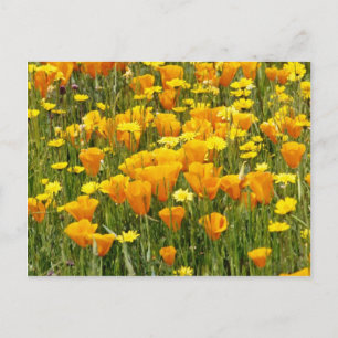 Carte Postale Orange Fleur sauvage field in Bear Valley, Califor