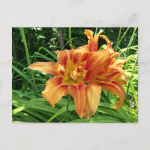 Carte Postale Orange Fleurs diurnes horizontales
