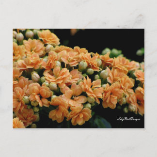 Carte postale Orange florale Begonias