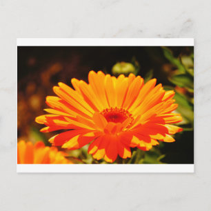 Carte postale Orange Flower