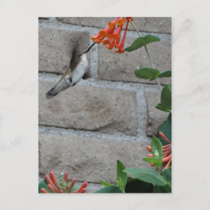 Carte Postale Orange flower Hummingbird