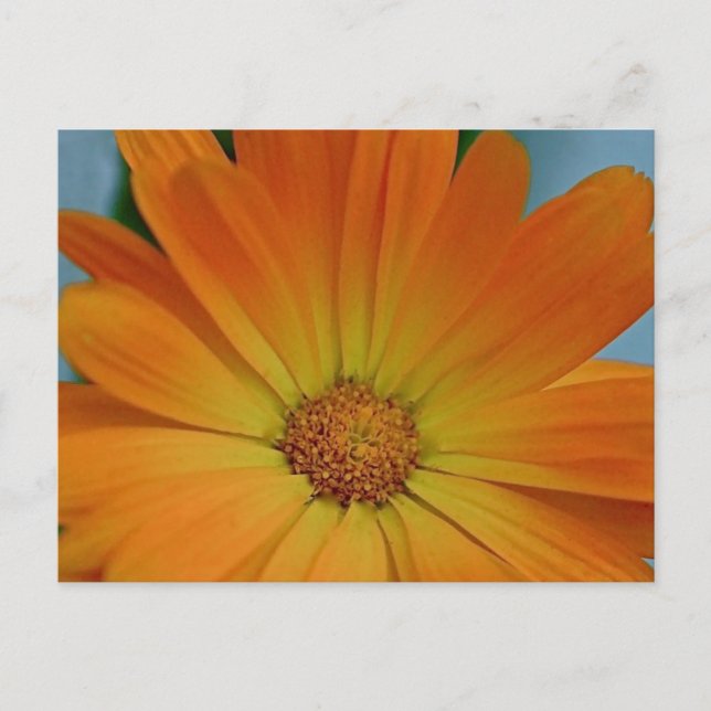 Carte Postale Orange Gerber Daisy (Devant)