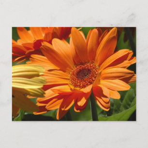 Carte Postale Orange Gerbera