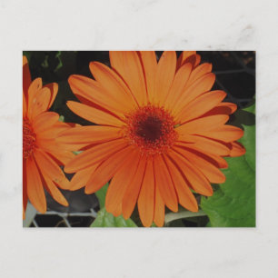 Carte Postale Orange Gerbers