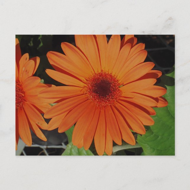 Carte Postale Orange Gerbers (Devant)