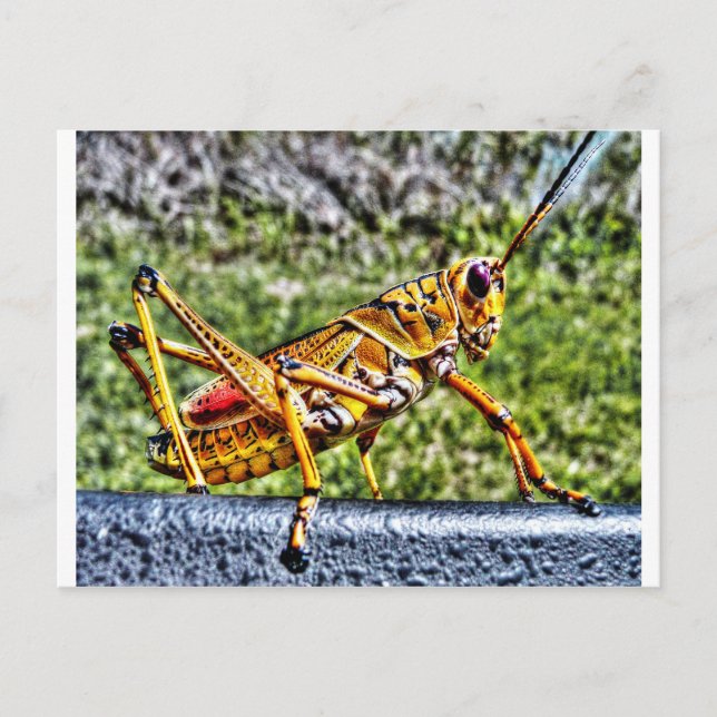 Carte Postale Orange Grasshopper (Devant)