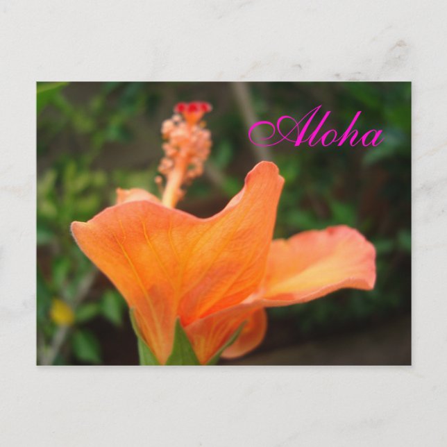 Carte postale Orange Hibiscus (Devant)