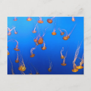 Carte postale Orange Jellyfish