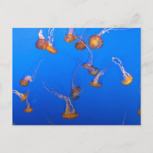 Carte postale Orange Jellyfish