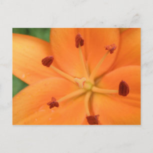 Carte postale Orange Lily Floral