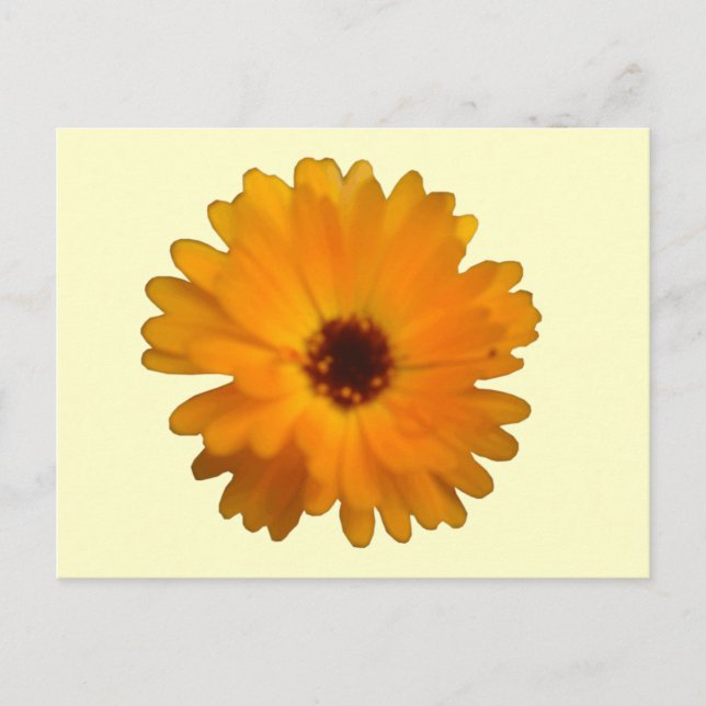 Carte postale Orange Marigold (Devant)