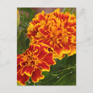 Carte Postale Orange Marigolds Garden Photo