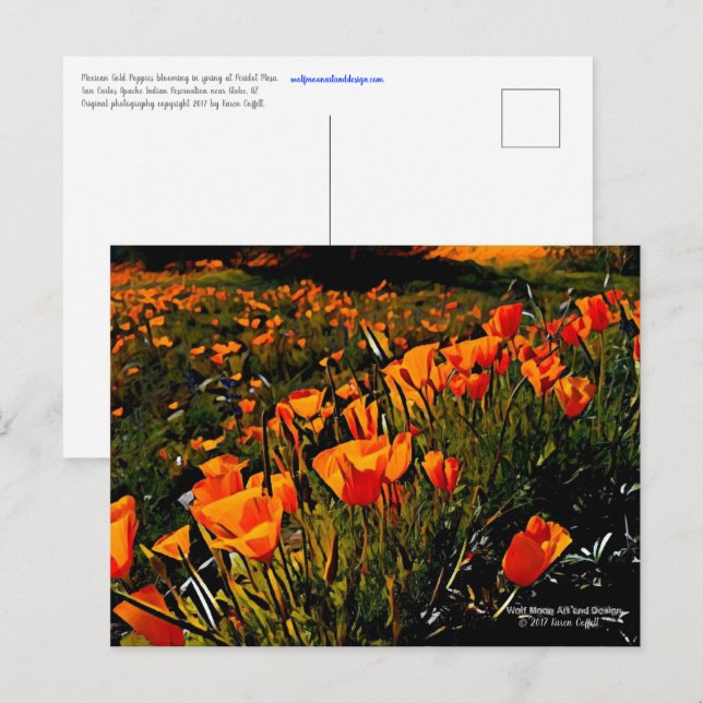Carte Postale Orange Mexicain Gold Poppies fleurissent au printe (Devant / Derrière)
