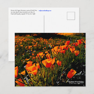 Carte Postale Orange Mexicain Gold Poppies fleurissent au printe