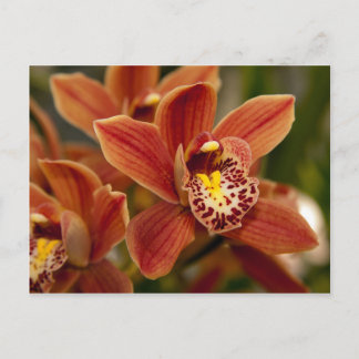 Carte Postale Orange Orchid Flowers
