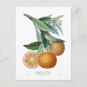 Carte Postale Orange par Pierre - Antoine Poiteau