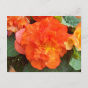 Carte Postale Orange Peony