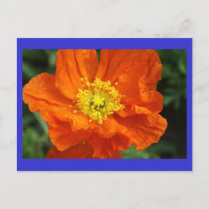 Carte postale Orange Poppy Flower