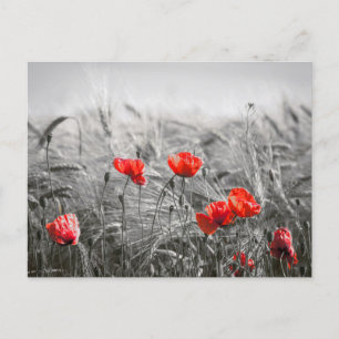 Carte Postale Orange Poppy Flower Field Minimaliste Photographie