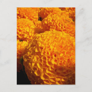 Carte postale Orange Puff