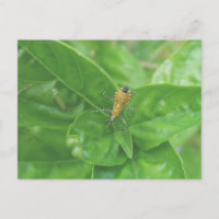 Carte postale Orange Reduviid