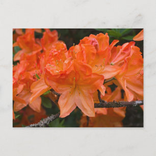 Carte postale Orange Rhododendron