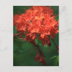 Carte postale Orange Rhododendron