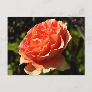 Carte Postale Orange Rose II Belle florale