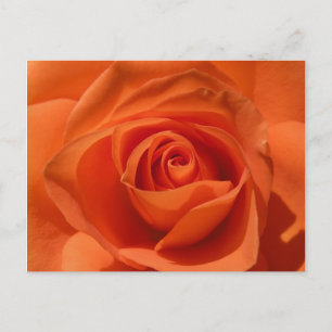 Carte Postale Orange Rose Photo Postcard