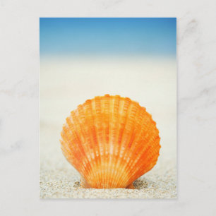 Carte Postale Orange Scallop Shell Standing Upright In Sand