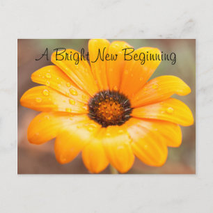 Carte Postale Orange Spring Flash Daisy Gros plan Photo personna