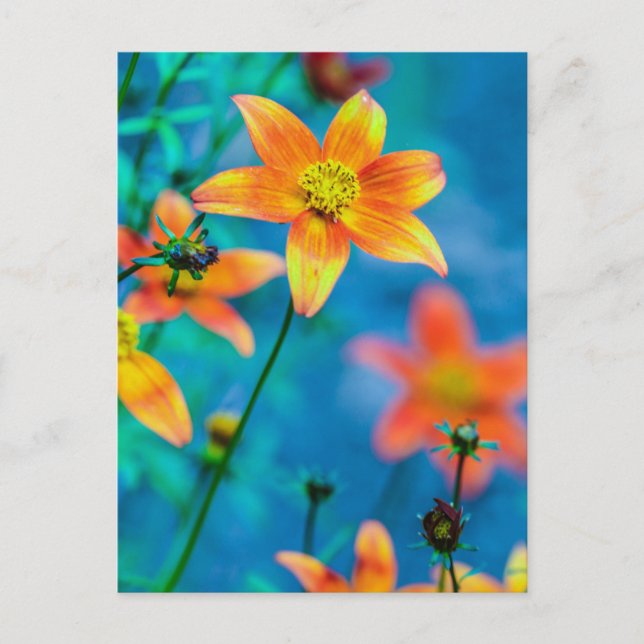 Carte Postale Orange Star Flower (Devant)
