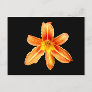Carte postale Orange Tiger Lily