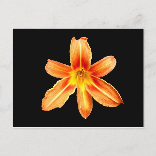 Carte postale Orange Tiger Lily (Devant)