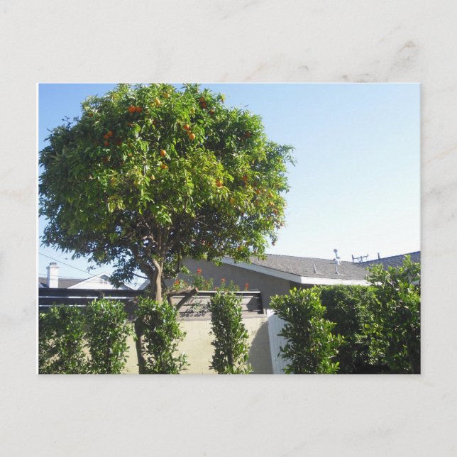 Carte postale Orange Tree (Devant)