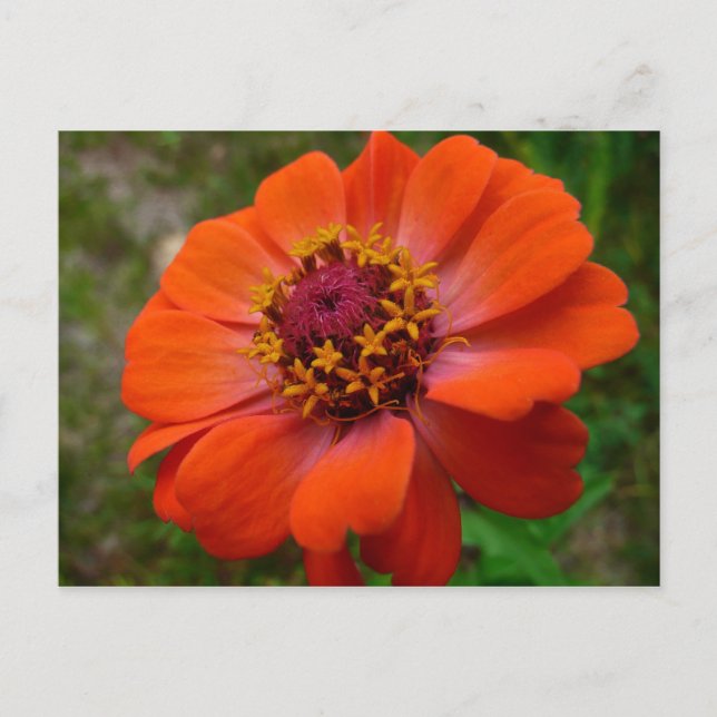 Carte Postale Orange Zinnia Fleur sauvage Nature Florale (Devant)