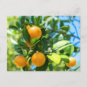 Carte Postale Oranger en fruits