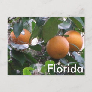 Carte postale Oranges