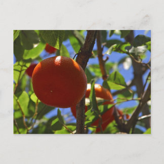 Carte Postale Oranges Arbres fruitiers
