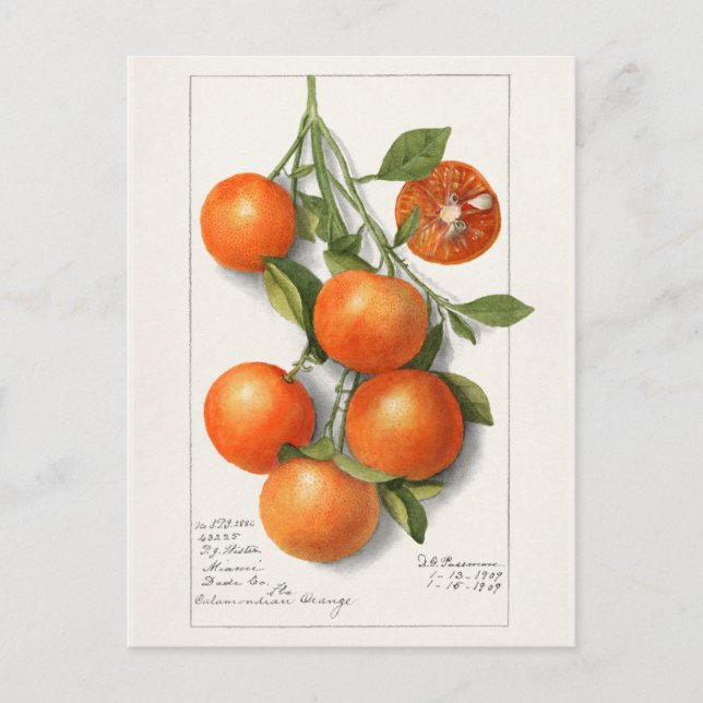 Carte Postale Oranges (Calamondienne) Peinture à l'aquarelle de  (Devant)