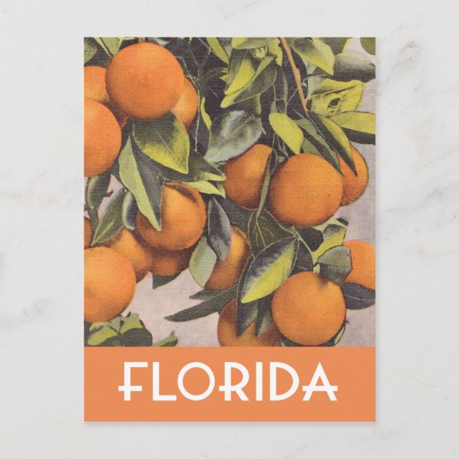 Carte Postale Oranges de Floride illustration vintage (Devant)