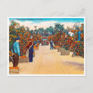 Carte Postale Oranges de récolte vintage en Floride Voyage