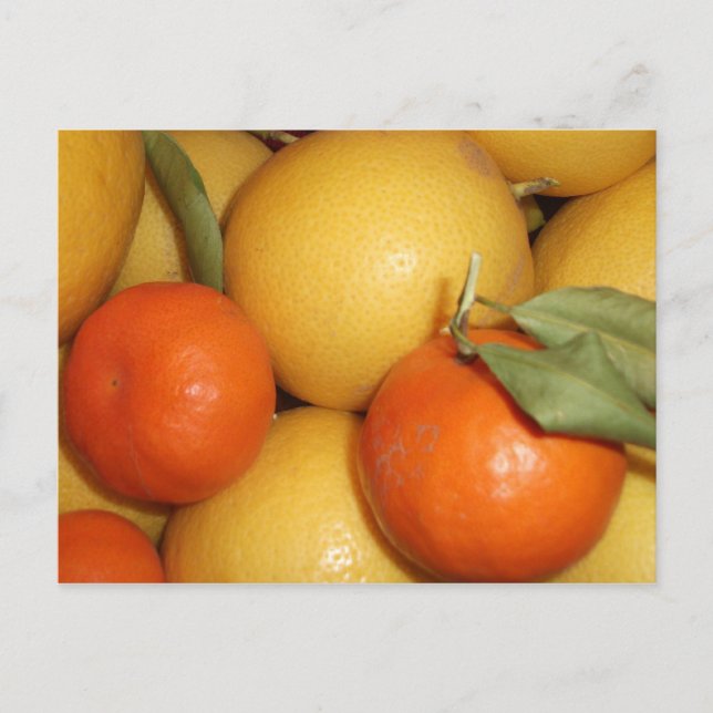Carte Postale Oranges et citrons (Devant)