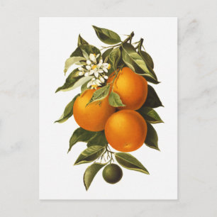Carte Postale Oranges et Poppies