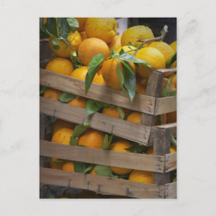 Carte Postale oranges fraîchement cuites