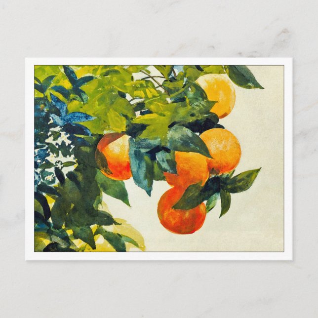 Carte Postale Oranges sur une branche par Winslow Homer (Devant)